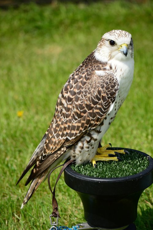 peregrine  falcon  raptor