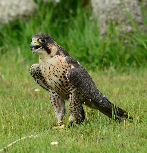 peregrine  falcon  stand