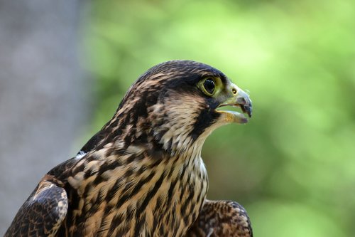 peregrine  young  falcon