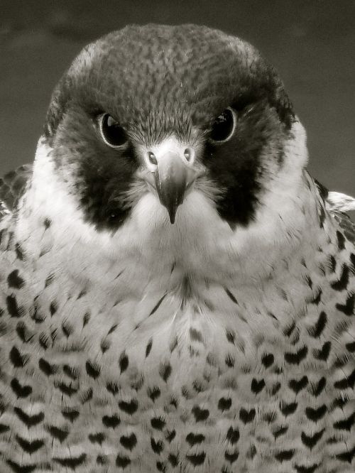 peregrine raptor falcon