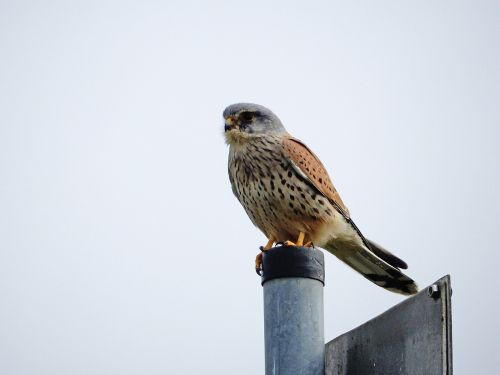 peregrine falcon elbe bird