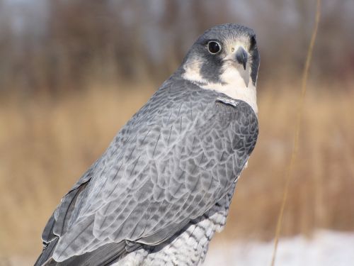 peregrine falcon bird peregrine