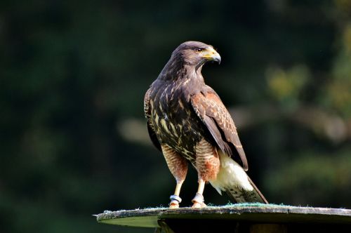 peregrine falcon falcon bird of prey