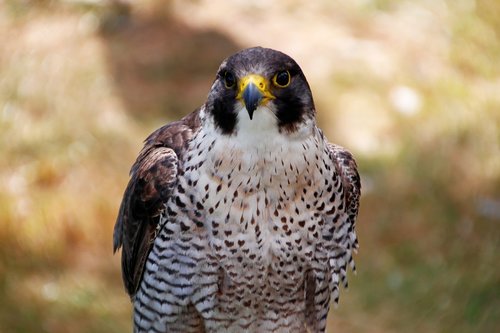 peregrine falcon  falco peregrinus  falcon