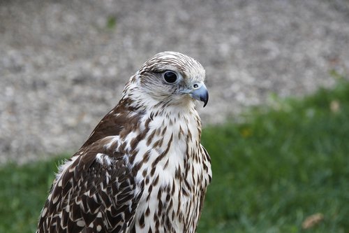 peregrine falcon  bird  falcon