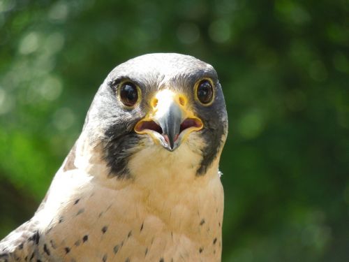 peregrine falcon raptor nature
