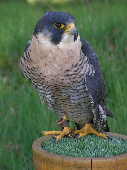 peregrine falcon falco peregrinus falcon