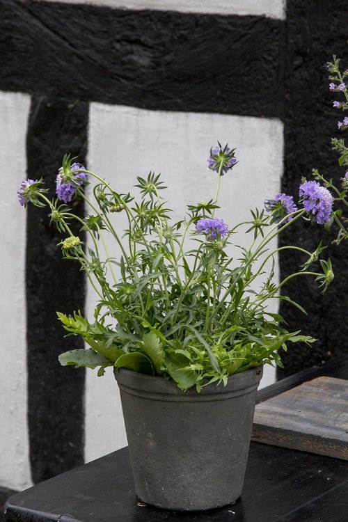 perennial  skabiosa  plant blue flower