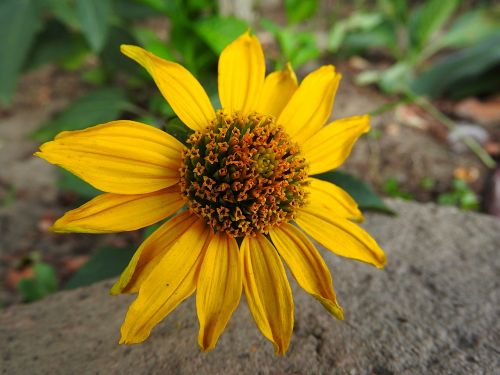 perennial sunflower yellow flower flower