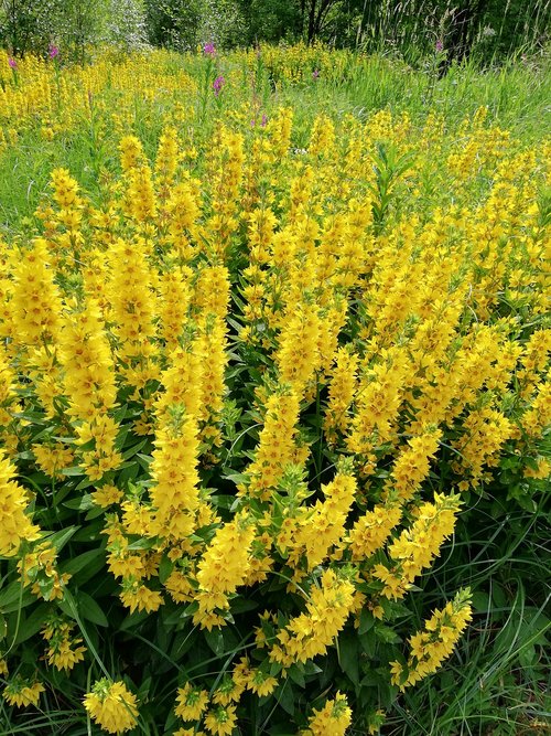 perennials  yellow  field