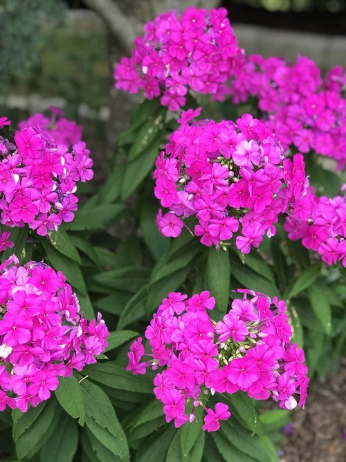 perennials  pink perennials  flowers
