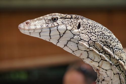 perentie lizard goanna