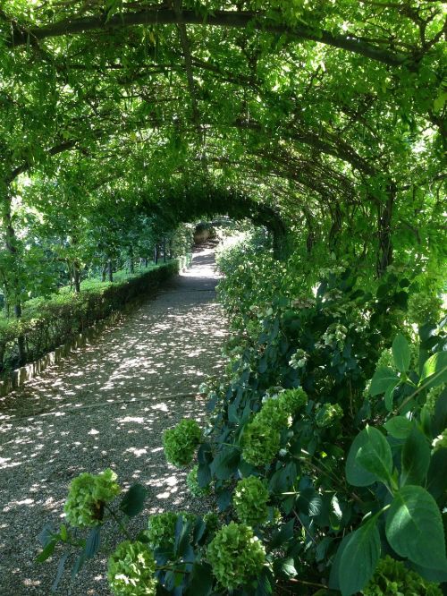 pergola garden flowers