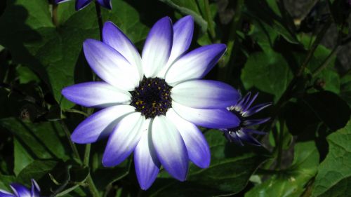 Pericallis Flower