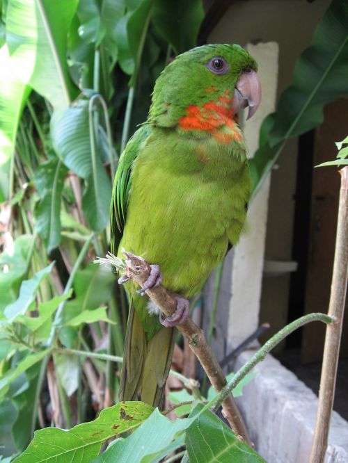 perico green parrot