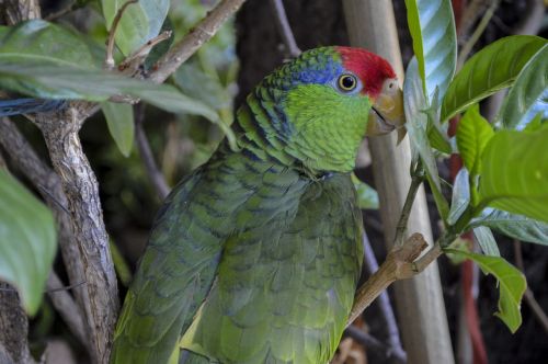 perico nature birds