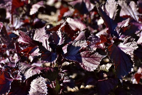 perilla frutescens  lamiaceae  plant