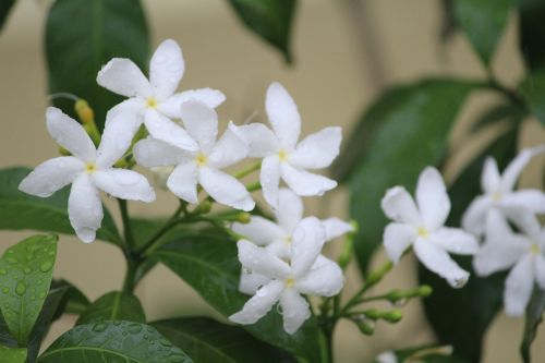 perivincle flower white