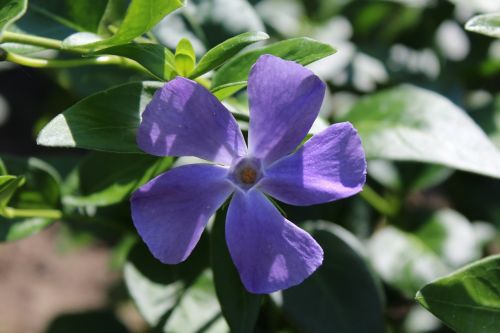 periwinkle blossom bloom