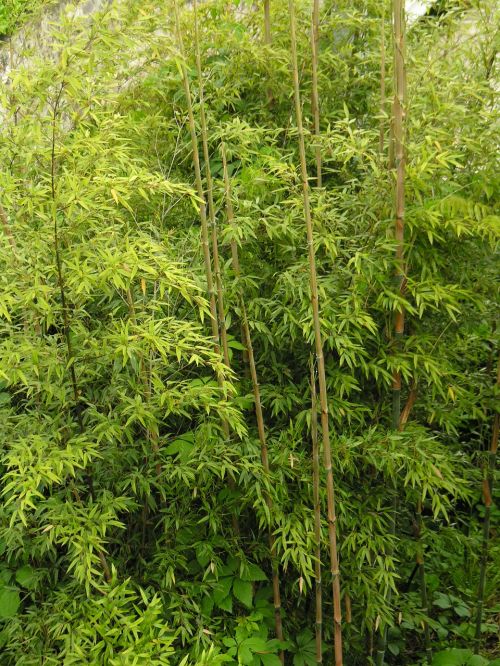 periwinkle bamboo high growing