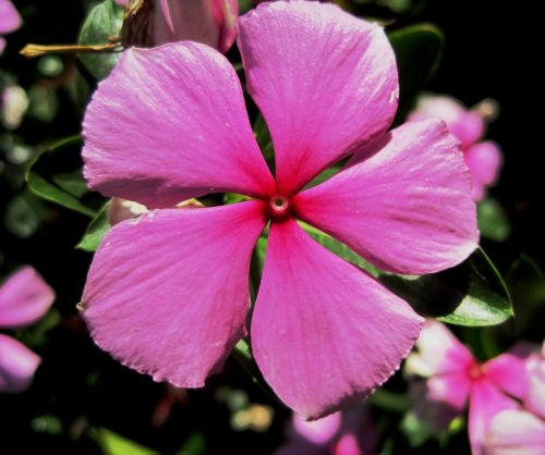 periwinkle pink 5 petals