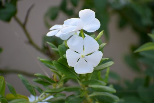 periwinkle sada bahar white