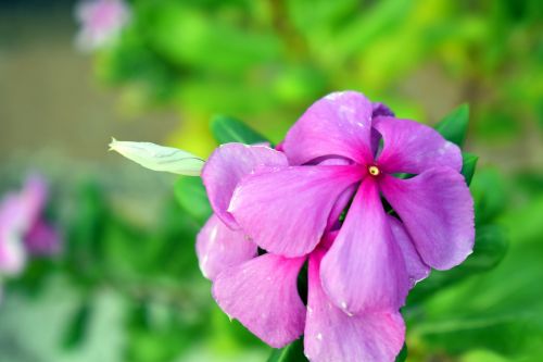 periwinkle flower bud