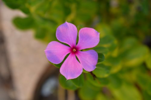 periwinkle purple flower