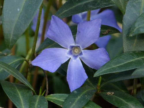 periwinkle small periwinkle blossom