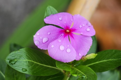 periwinkle  flower  nature