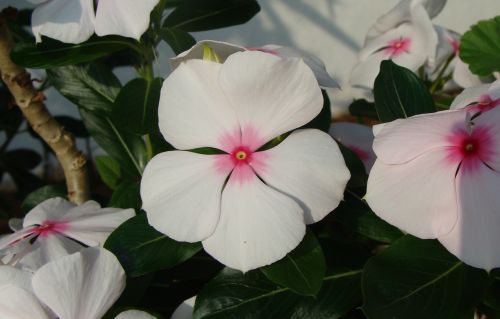 periwinkle wildflowers flowers