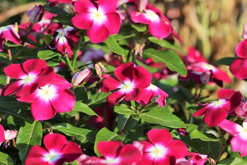 periwinkle  catharanthus roseus  flowers