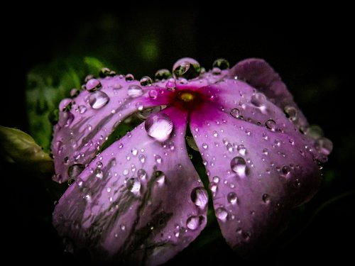 periwinkle  flower  rain