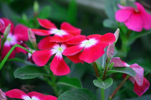periwinkle  flowers  red