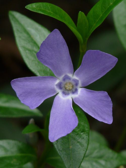 periwinkle blossom bloom