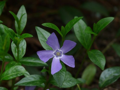 periwinkle blossom bloom