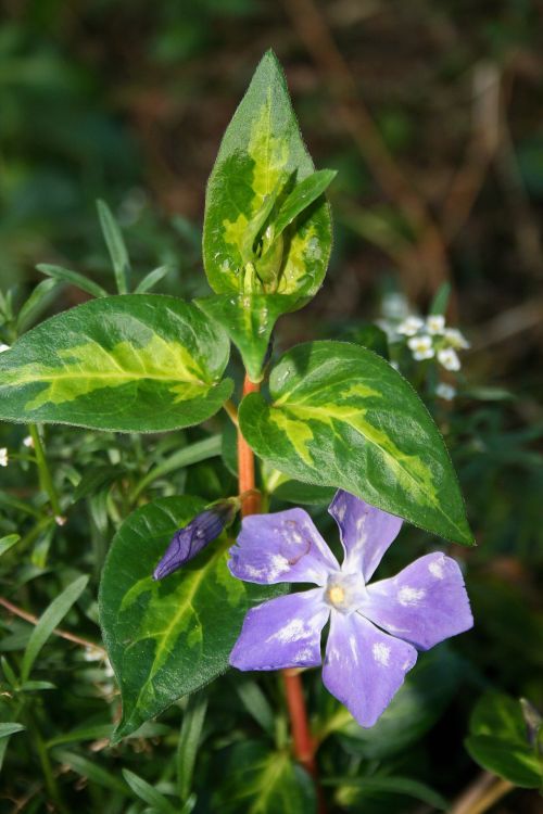 Periwinkle Flower And Bud