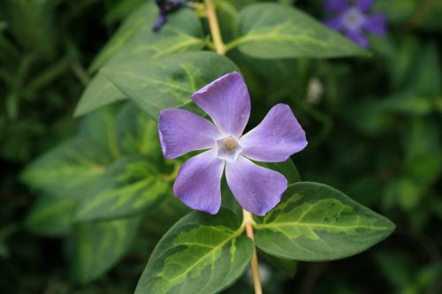 Periwinkle Flower With Foliage