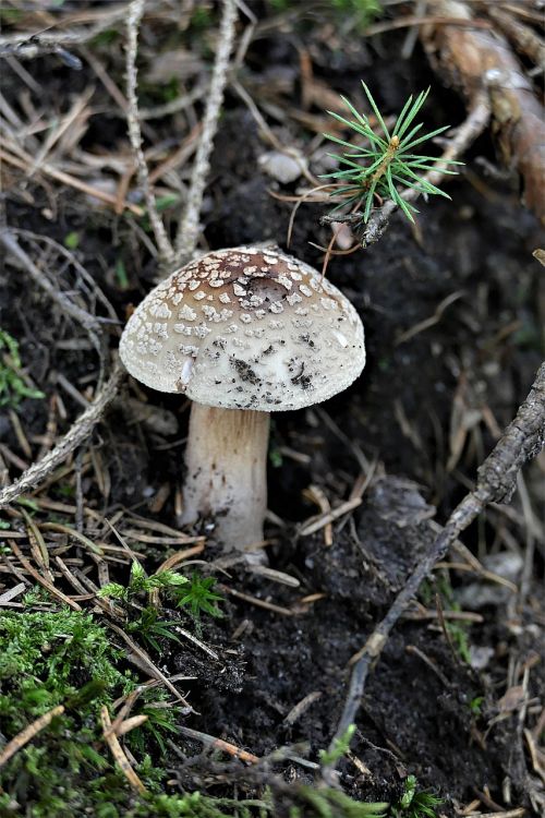 perlpilz forest forest mushroom