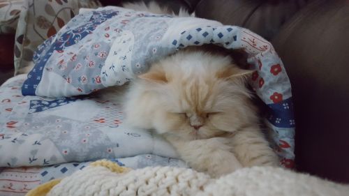 persian cat courtenay