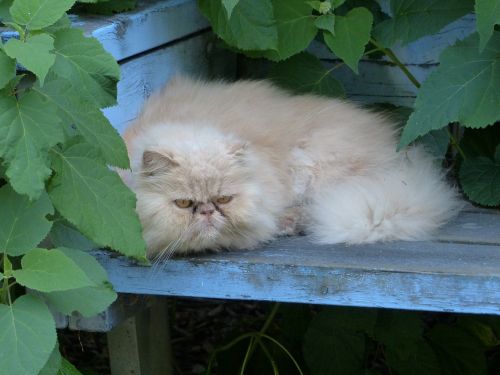 persian cat pet cat