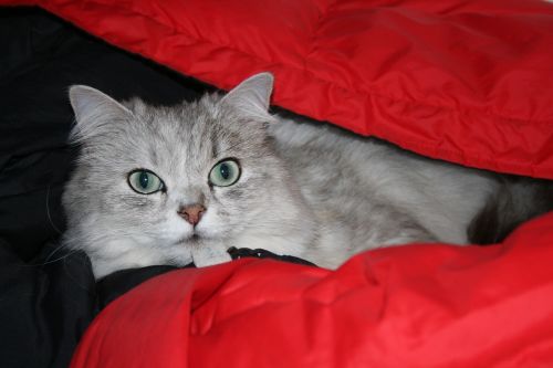 persian cat chinchilla cat silver chinchilla