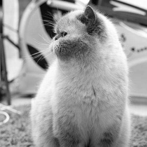 persian cat persians cat