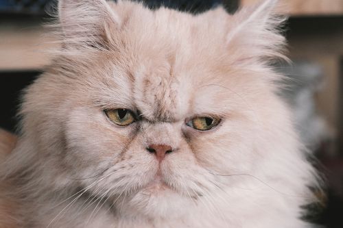 persian cat cat persians