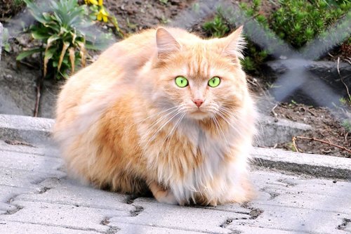 persian cat  charming  animals