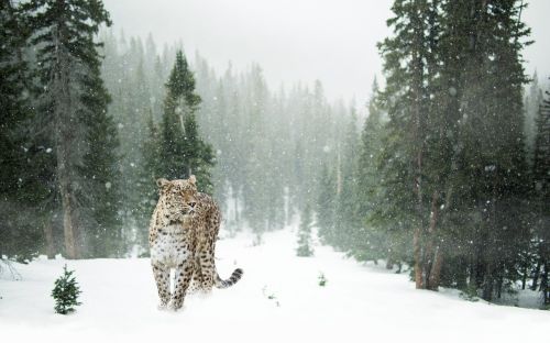 persian leopard leopard snow