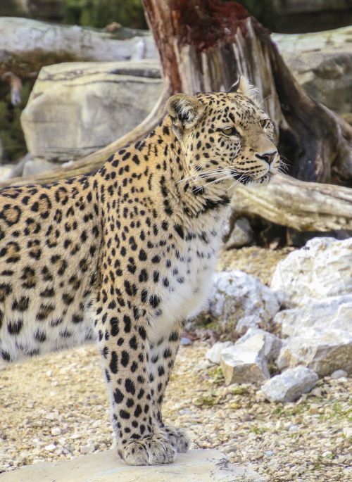 persian leopard leopard portrait