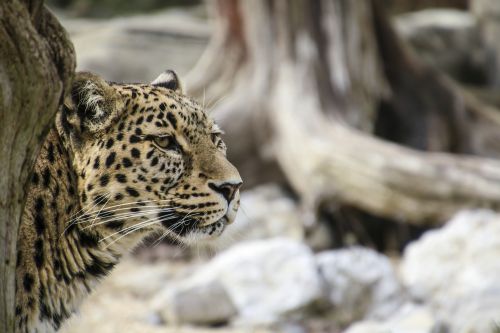 persian leopard leopard portrait