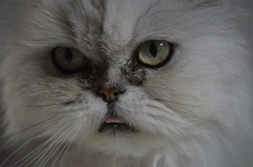 persians portrait cat
