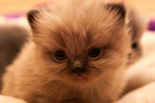 persians cat cat baby